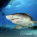 shark_lemon_tb_lbb_h_0364_bah0391.jpg